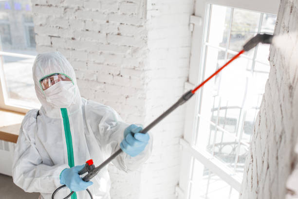  Cibolo, TX Mold Removal Pros