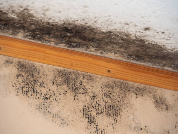 Professional Mold Removal in Cibolo, TX