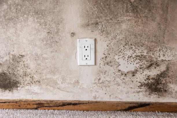 Best Indoor Air Quality Assessment  in Cibolo, TX